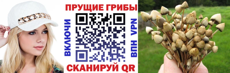 Псилоцибиновые грибы мицелий  цены   Володарск 